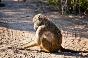 baboon sitting in the sand from the side