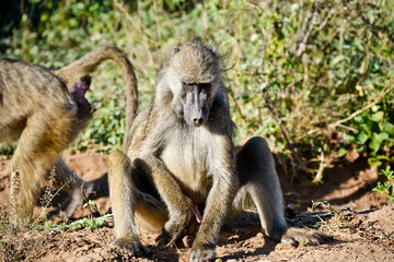 baboon sitting in the sand from the front