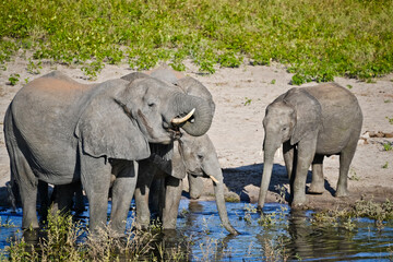 Herd of elephants drinking water at the waterhole