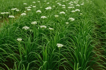 Obraz premium Cultivating Chinese Chives for Harvest