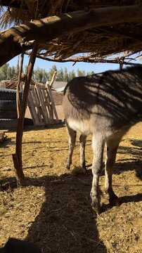 Vertical shot of a donkey animal peaceful mood in desert rural Iran farm local people countryside culture dry dust environment landscape and traditional transportation travel summer nature portrait