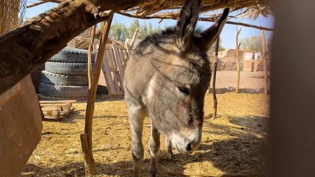 Calm donkey and kind wonderful animal rural village countryside Iran desert life livestock grazing in stable arid bedouin caravan donkeys in nature tourism sunshine summer season peaceful local people
