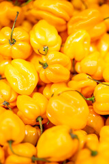 Close-up of fresh yellow habanero chili peppers with glossy skin and wrinkled texture, piled together, isolated on white background. Ideal for food, spice, and cooking concepts.