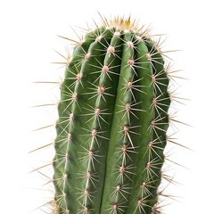 Realistic closeup photo of Cactus isolated on transparent background. 
