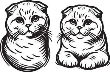 Scottish Fold Cat Vector in black and white