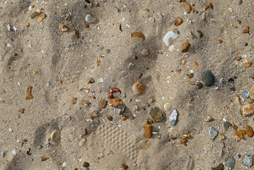 Scattered Pebbles and Shell Fragments on Sandy Beach Surface
