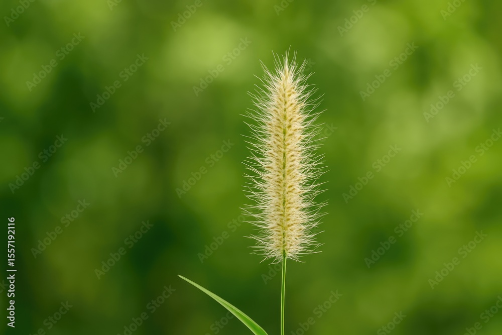 Poster close-up of a grass flower against a soft green backdrop with selective focus