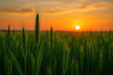 Sunset scene with lush green wheat ears and immature harvests. Farming and crop growth.