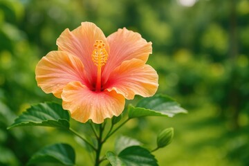 Springtime hibiscus in full bloom that brings joy to my heart