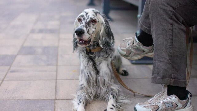 English Setter
