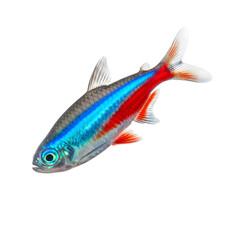Fototapeta premium A vibrant neon tetra fish with striking blue and red stripes swims gracefully against a clean white background
