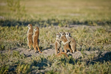 group of meerkat on the ground