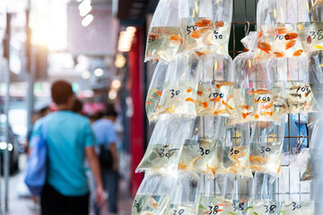 Goldfishes inside plastic bags for sale in Hong Kong