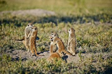 group of meerkat on the ground