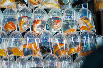 Goldfishes inside plastic bags for sale in Hong Kong