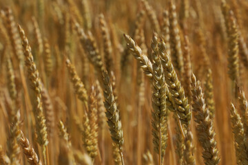 Ripe, golden ears of wheat grow in a farmer's agricultural field. Wheat ears symbolize agriculture and growing grain crops,  series 