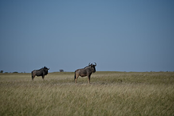 Gnus in the African savannah