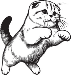 Scottish Fold Cat Vector in black and white