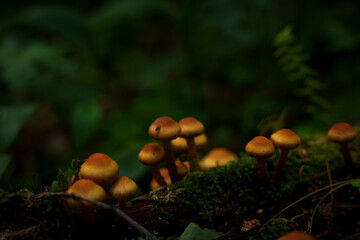 Cluster of orange mushrooms growing on mossy log in forest