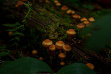 Cluster of orange mushrooms growing on mossy log in forest