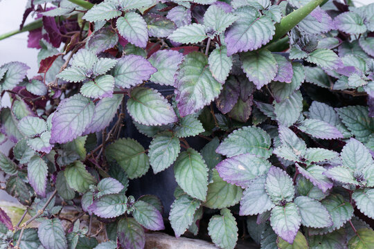 Vibrant Hemigraphis Alternata Waffle Plant Foliage Adorning Natural Space with Iridescent Green and Purple Hues Creating a Captivating Botanical Tapestry