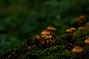 Cluster of orange mushrooms growing on mossy log in forest