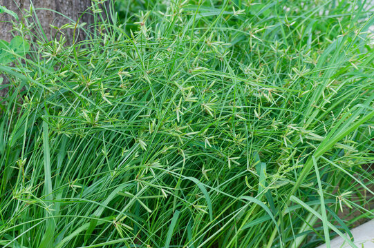 Lush Green Nutsedge Cyperus rotundus Grass Meadow Texture Thriving in Nature's Embrace A Tenacious Botanical Weed Background