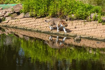The domestic cat is on a trip by the pond