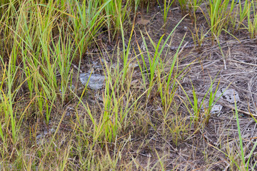 Detail of Fresh Green and Dry Golden Wild Grass Patches Emerging from Textured Soil Ground Symbolizing Nature's Enduring Cycle of Growth and Resilience