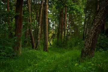 Lush green forest with tall trees and dense grass in summer