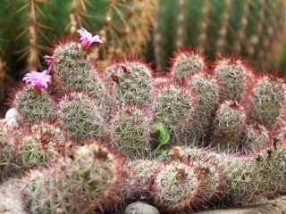 Many cactus plants growing in the garden.
