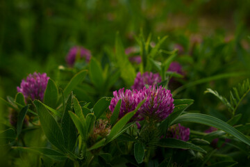 Close-up of blooming pink clover flowers in green meadow