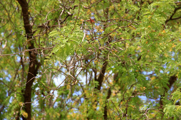 Branches of a big tree providing shade.