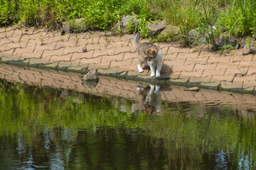 The domestic cat is on a trip by the pond