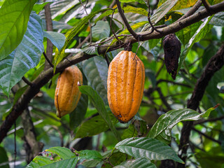 Closeup view of ripe cacao pod on branch of cocoa tree or theobroma cacao, Java, Indonesia