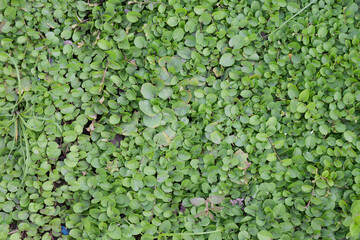 Vibrant Green Dichondra Repens Ground Cover Blanket Creating a Lush Natural Carpet Texture for...
