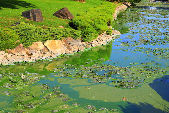 Water pollution by blooming blue green algae - is world environmental problem. Water bodies, rivers and lakes with algal blooms.