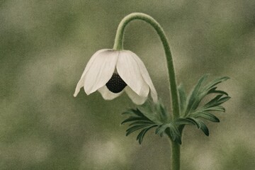 Melancholy Blossom with a Grainy Texture