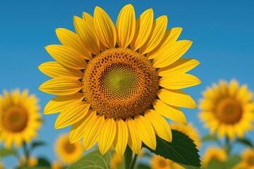 Detailed shot of a vibrant yellow sunflower with a clear blue sky backdrop and blurred additional flowers