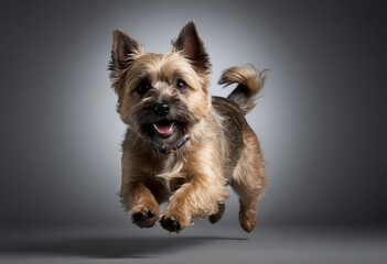cairn terrier dog isolated on grey neautral studio background, adorable puppy, lovely pet 3