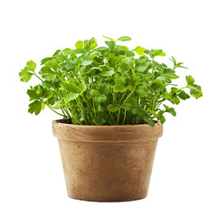 Naklejka premium Top view of Mizuna, isolated [Transparent Background PNG].