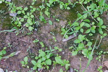 Tiny vibrant green shoots and emerging plants dotting the fertile ground, illustrating nature's...