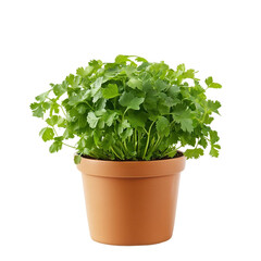 Fototapeta premium Top view of Mizuna, isolated [Transparent Background PNG].
