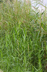 Obraz premium Lush Green Reeds Phragmites australis Forming a Dense Natural Thicket Creating a Vibrant Organic Background and Serene Ecosystem Texture