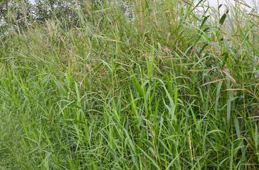 Vibrant Green Phragmites Australis Common Reed Tall Grass Forming a Serene Lush Natural Background and Textured Field