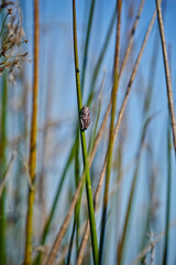 Reed Frog