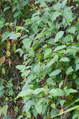 Lush Green Foliage of Bidens Pilosa Hairy Beggarticks with Small Yellow Flowers Thriving in Wild Natural Habitat Background