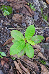 Vibrant Young Tropical Almond Seedling Flourishing Amidst Dry Leaves and Stones A Symbol of Resilience and New Growth