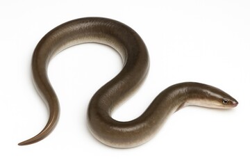 Fototapeta premium Close-up of a finless eel on a plain white backdrop