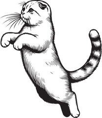Scottish Fold Cat Vector in black and white